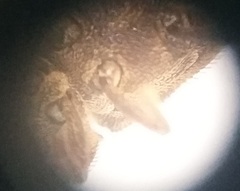 Leichenum