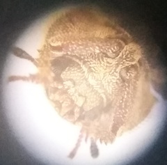Leichenum