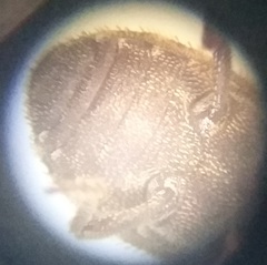 Leichenum