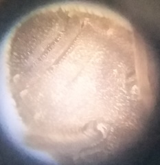 Leichenum