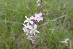 Silene gallica gallica
