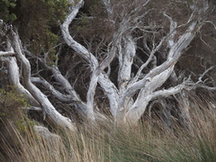 Melaleuca cuticularis