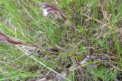 Silene gallica gallica