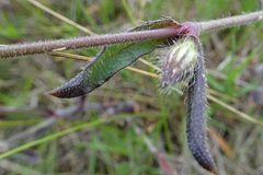 Silene gallica gallica