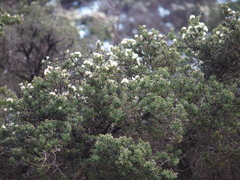 Melaleuca cuticularis