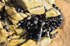 Choromytilus meridionalis