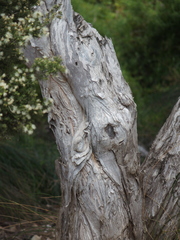 Melaleuca cuticularis