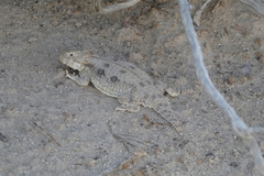 Phrynosoma mcallii