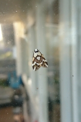 Thallarcha staurocola