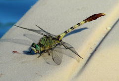 Arigomphus submedianus