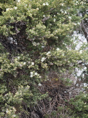 Melaleuca cuticularis