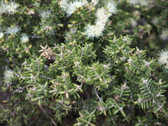 Melaleuca cuticularis
