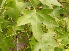 Liquidambar orientalis