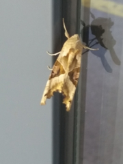 Phlogophora meticulosa