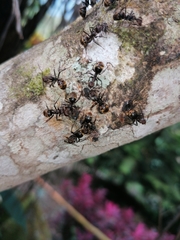 Dolichoderus quadridenticulatus