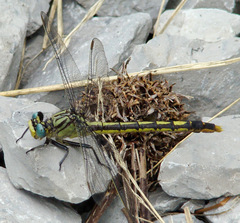Arigomphus villosipes