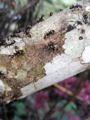 Dolichoderus quadridenticulatus