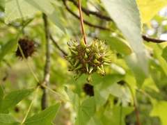 Liquidambar orientalis