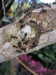 Dolichoderus quadridenticulatus