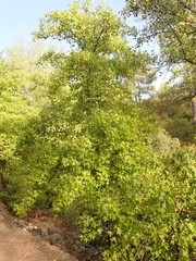 Liquidambar orientalis