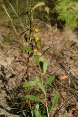 Solidago gillmanii