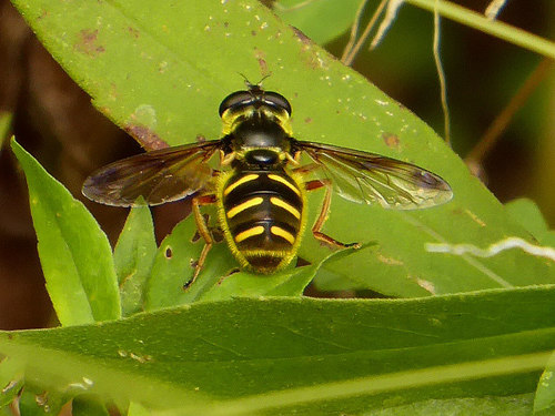 Oblique-banded Pond Fly photo 6