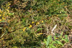 Solidago gillmanii