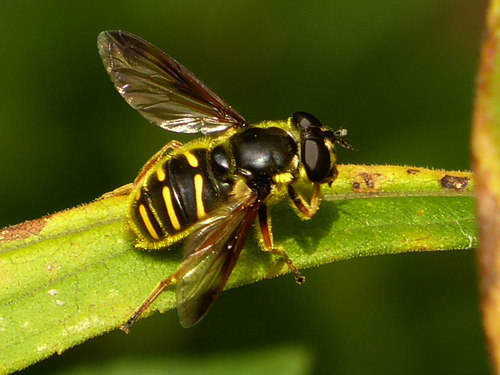 Oblique-banded Pond Fly photo 3