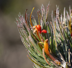 Adenanthos sericeus