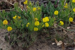 Rafnia elliptica