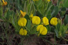 Rafnia elliptica