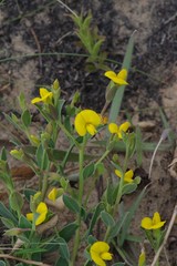 Rafnia elliptica