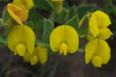 Rafnia elliptica