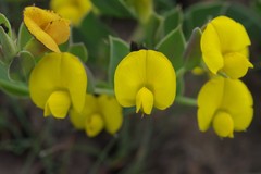Rafnia elliptica