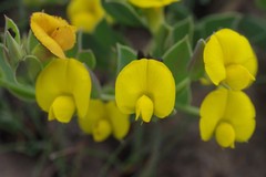 Rafnia elliptica