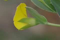 Rafnia elliptica