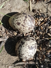 Spotted Thick-Knee photo 4