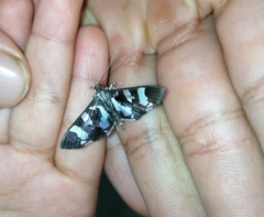 Desmia bajulalis