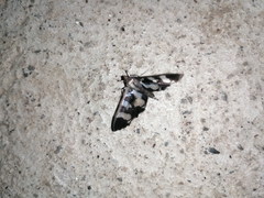 Desmia bajulalis