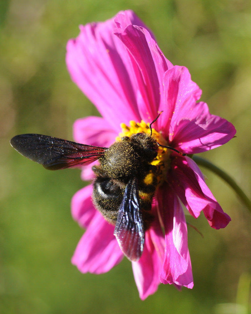 Violet Carpenter Bee