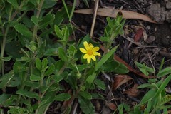 Osteospermum grandidentatum