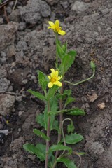 Osteospermum grandidentatum
