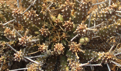Anthacanthae