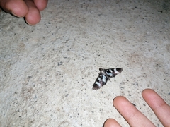 Desmia bajulalis
