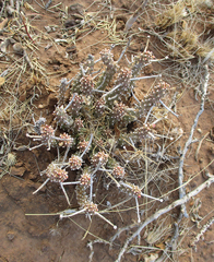 Anthacanthae