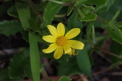 Osteospermum grandidentatum