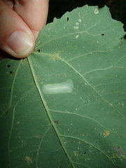 Phyllonorycter sagitella
