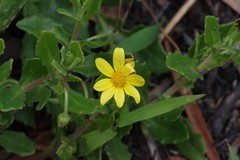 Osteospermum grandidentatum