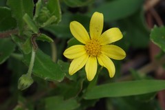 Osteospermum grandidentatum