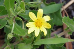 Osteospermum grandidentatum